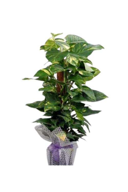 Potos -Salon Sarmaşığı