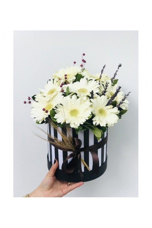 Kutuda Beyaz Gerbelalar